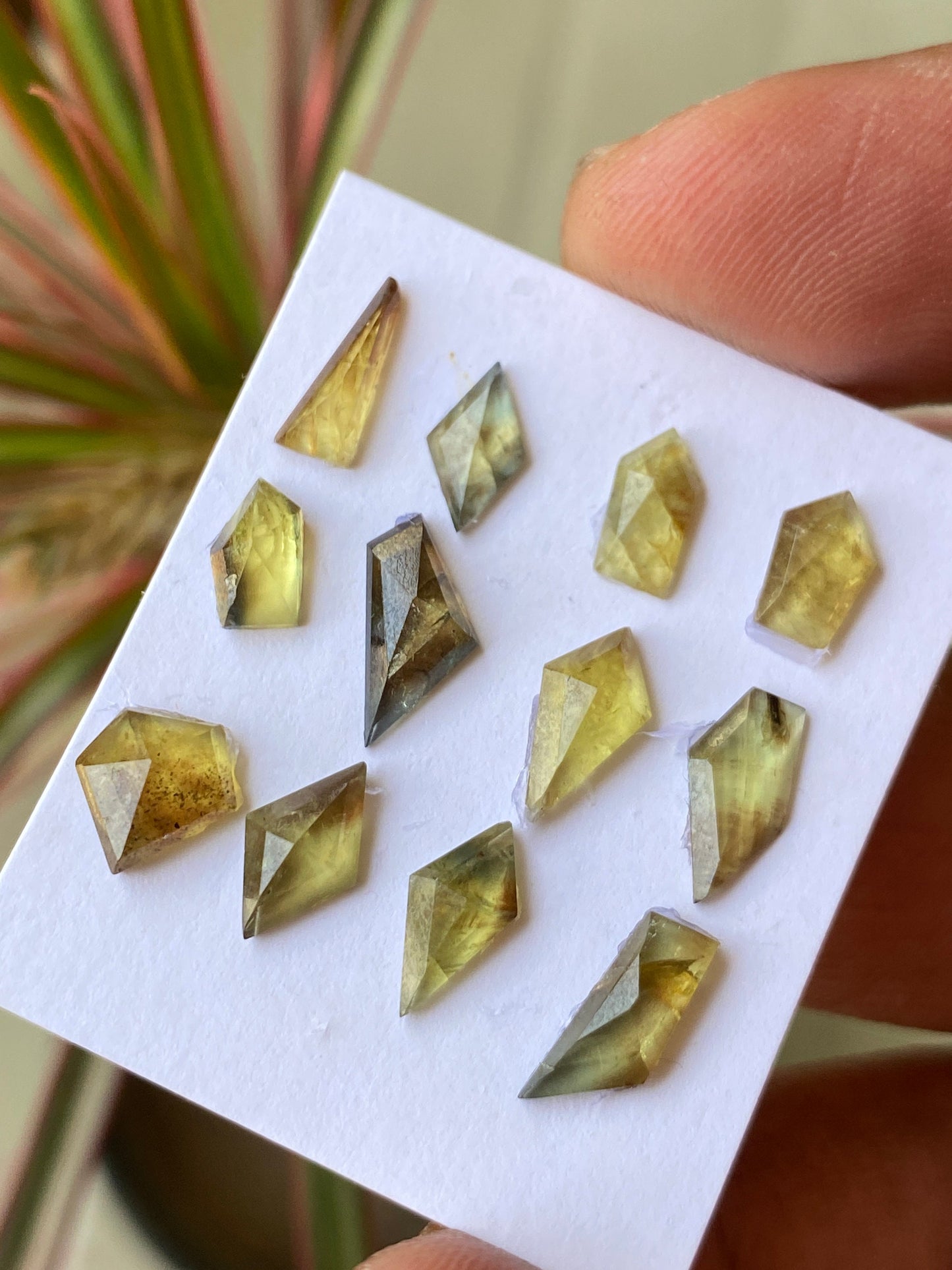 Mesmerising very rare Tanzania mines small yellow sapphire Bicolor geometric wt  carats pcs 12 size 5.5x4mm-9x7mm sapphire stepcut