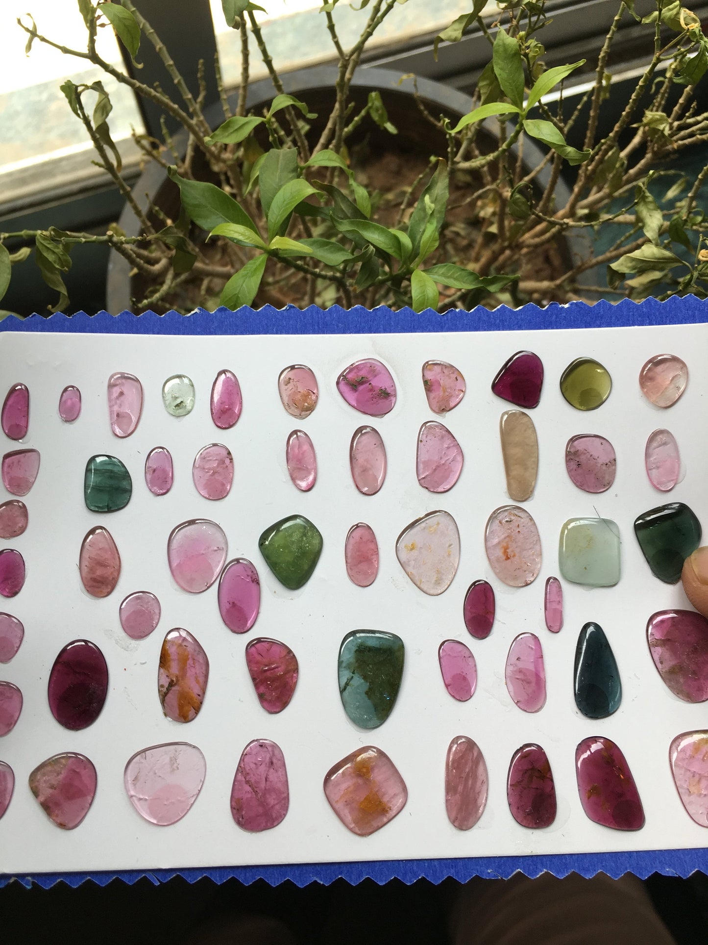 Awesome Pink multi color tourmaline flats smooth polished 8x4mm to 18.5x14mm 96 carats 54 Pcs