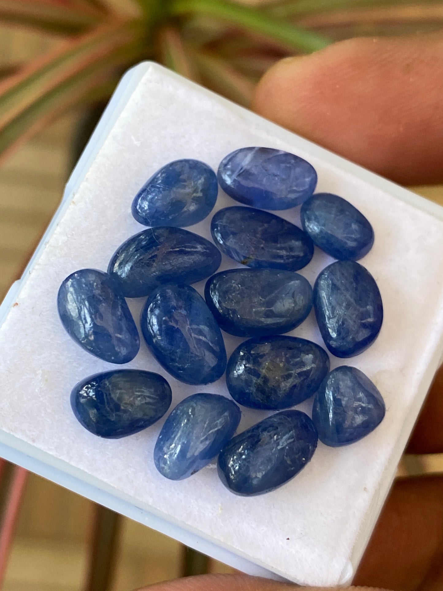 Gorgeous Natural Burma Very Rare Blue sapphire flat unshape cabochons size 9.2x6.2-10x6mm wt 38.5 cts pcs 14 Burma mines sapphire cabochon