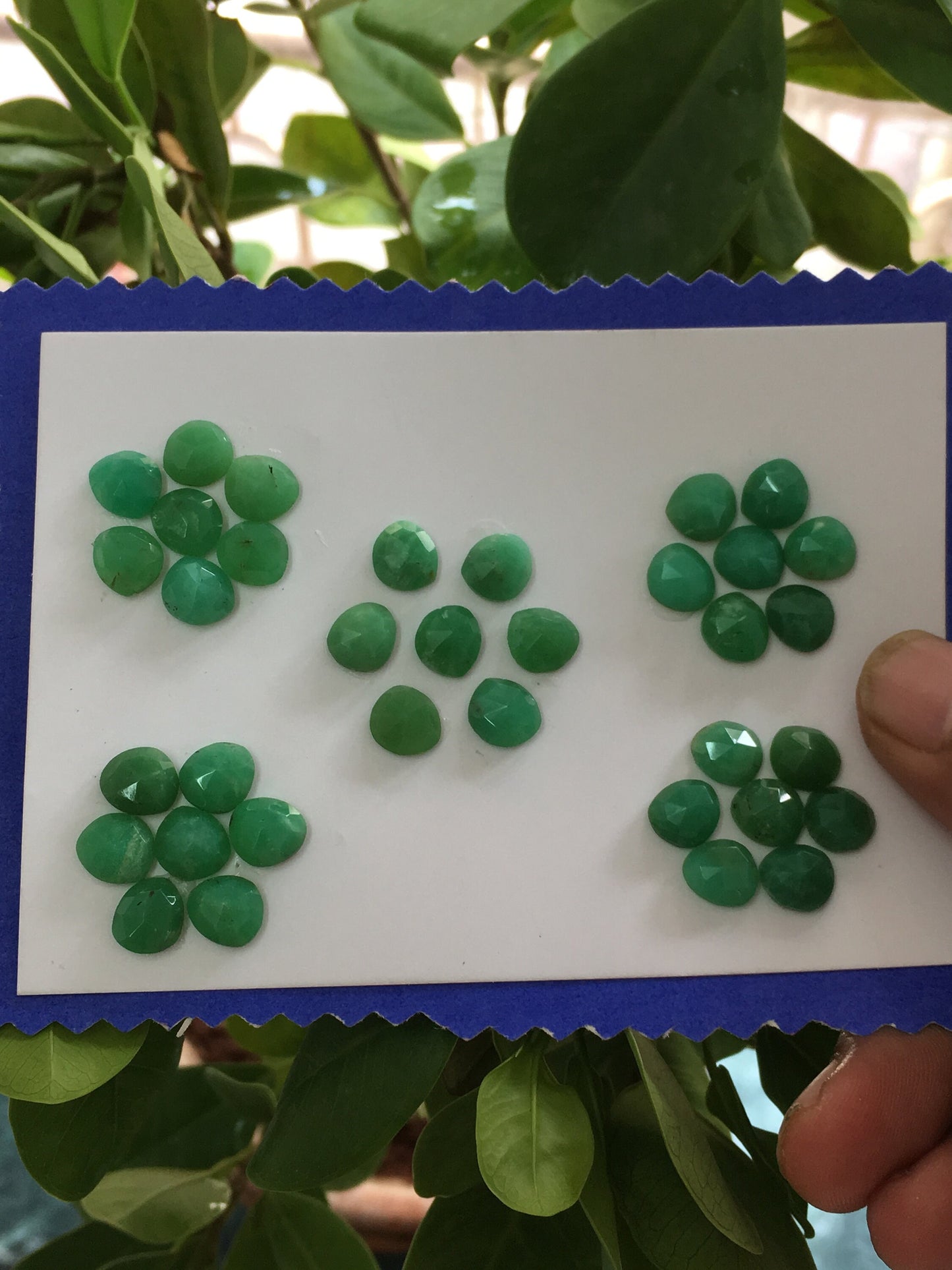 Nice beautiful lot green chrysoprase rosecut weight 53.10 cts pcs 35 size 7.7mm-8.4x7.5mm chrysoprase rosecut