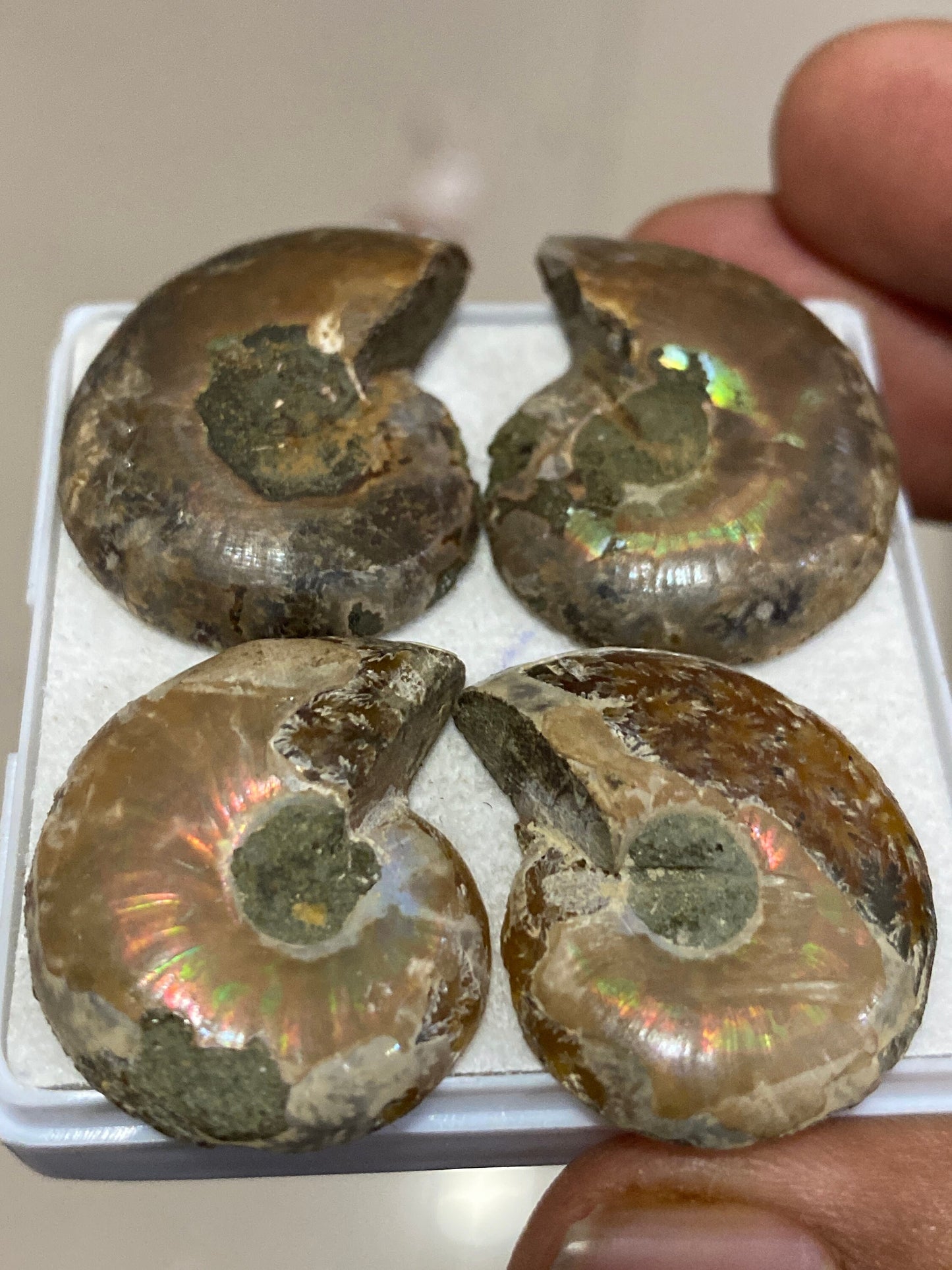 Rare Ammonite fossils pairs natural  rainbow flashy pcs 4 wt 116 carats ammonite fossil earrings supply size 28x22-30x23mm