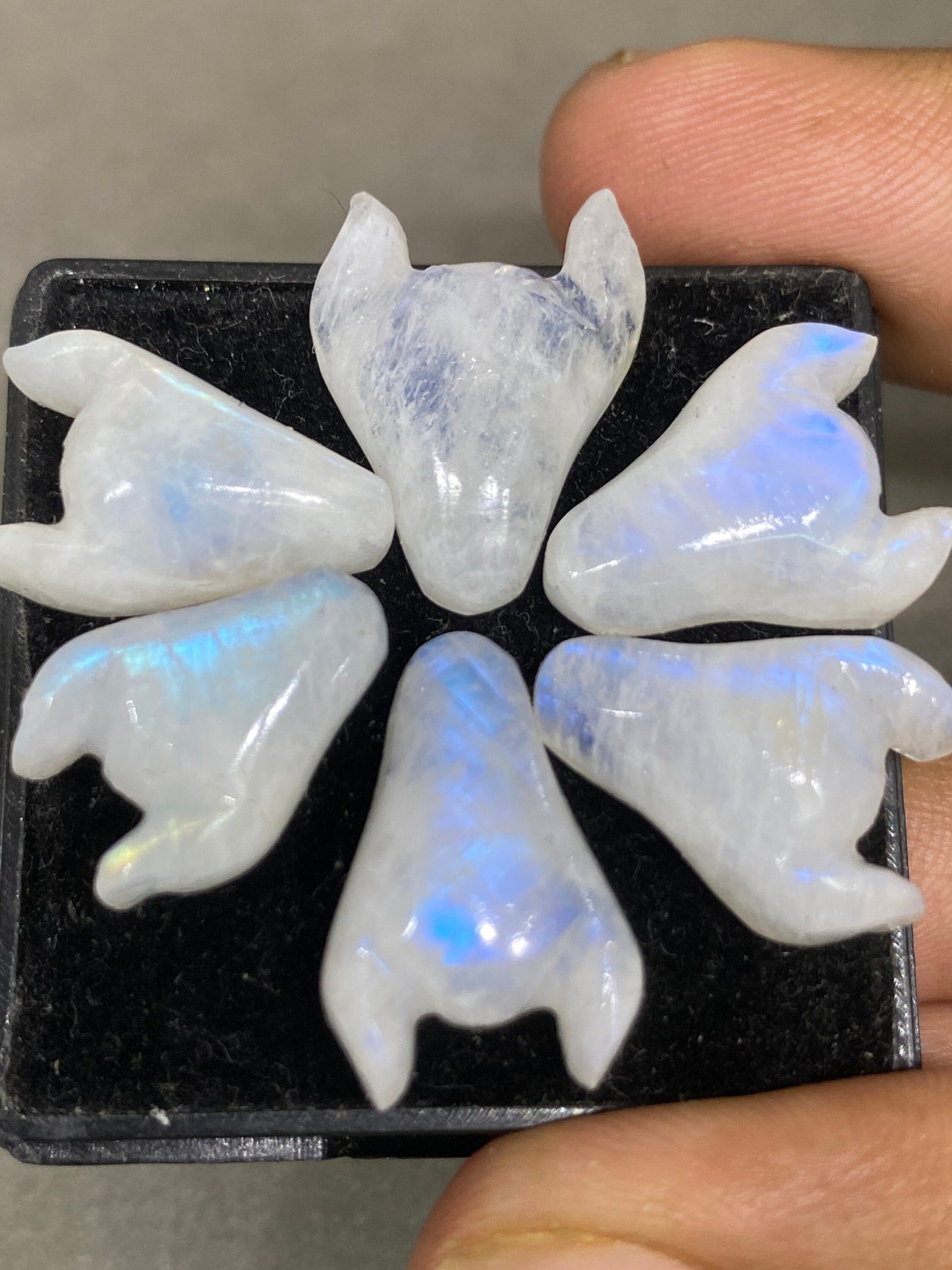 Fascinating rare white moonstone bull head carving  blue fire smooth polished carving pcs 6 wt 64 cts size 16x12-19x15mm moonstone bull head