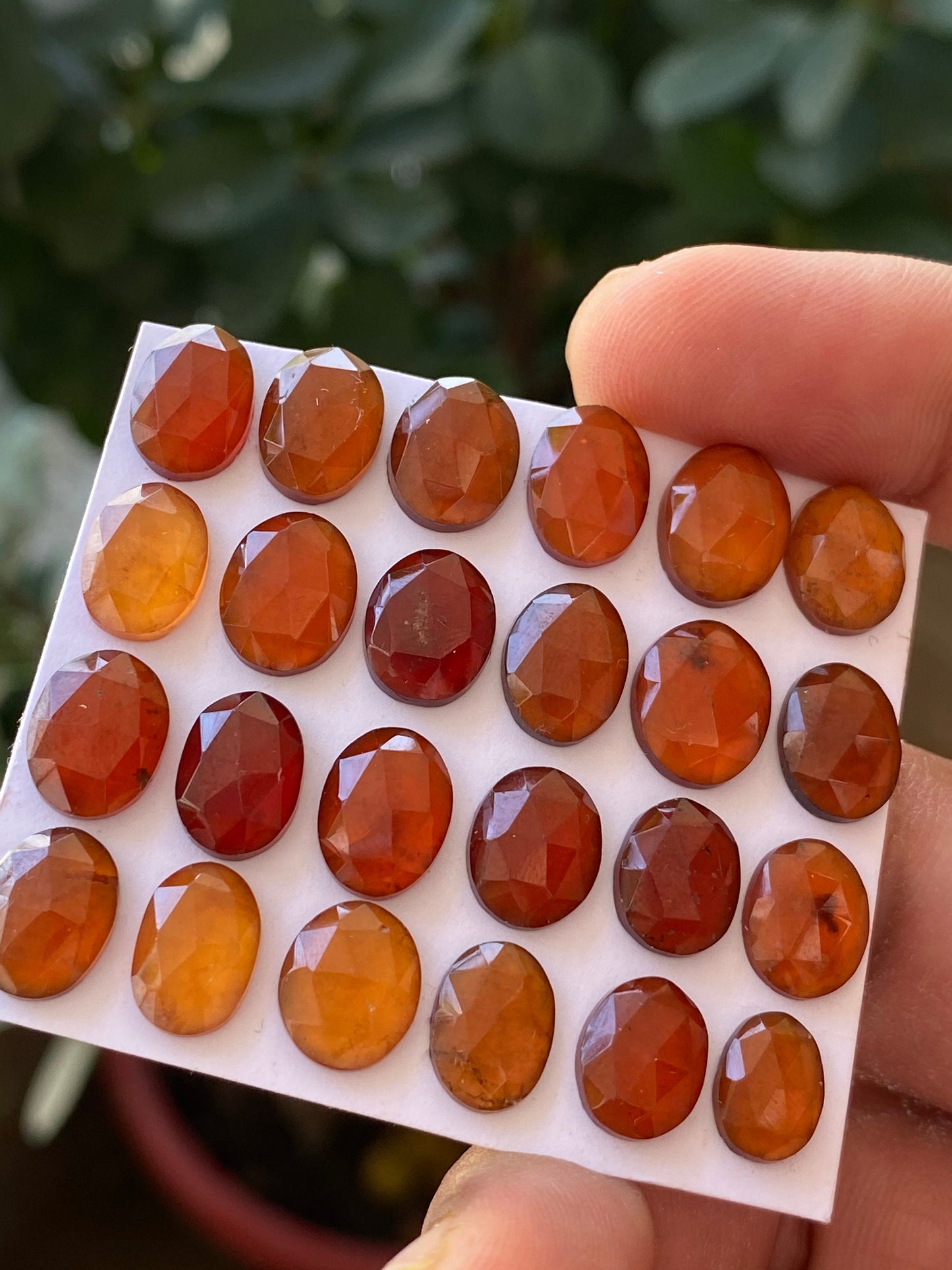 Vibrant rosecut orange Hessonite garnet weight 69.50 carats pcs 24 size 9.1x6.8mm-11.4x8.5mm Hessonite garnet rosecut