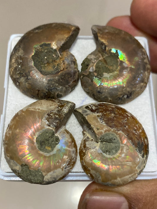 Rare Ammonite fossils pairs natural  rainbow flashy pcs 4 wt 116 carats ammonite fossil earrings supply size 28x22-30x23mm