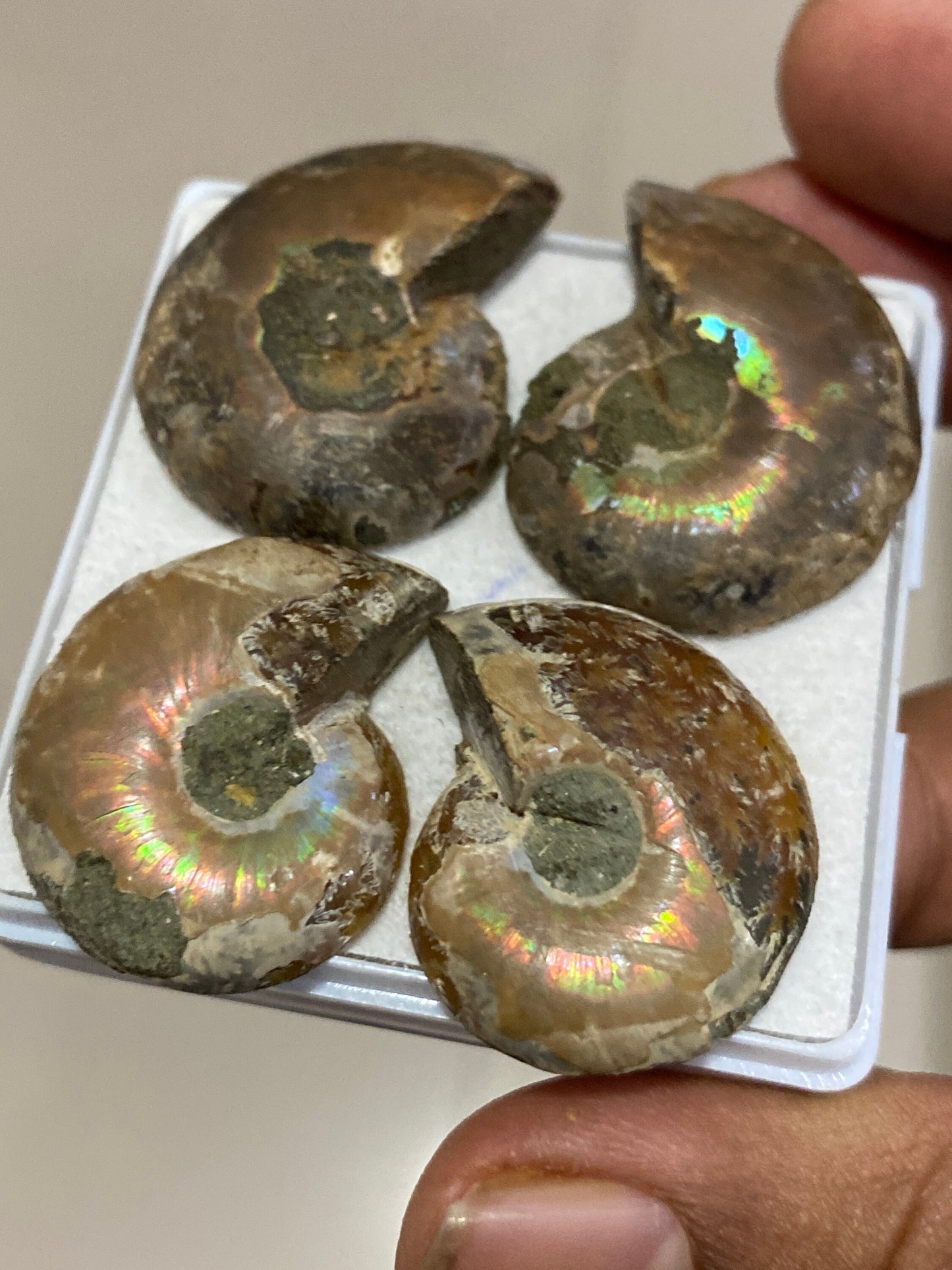 Rare Ammonite fossils pairs natural  rainbow flashy pcs 4 wt 116 carats ammonite fossil earrings supply size 28x22-30x23mm