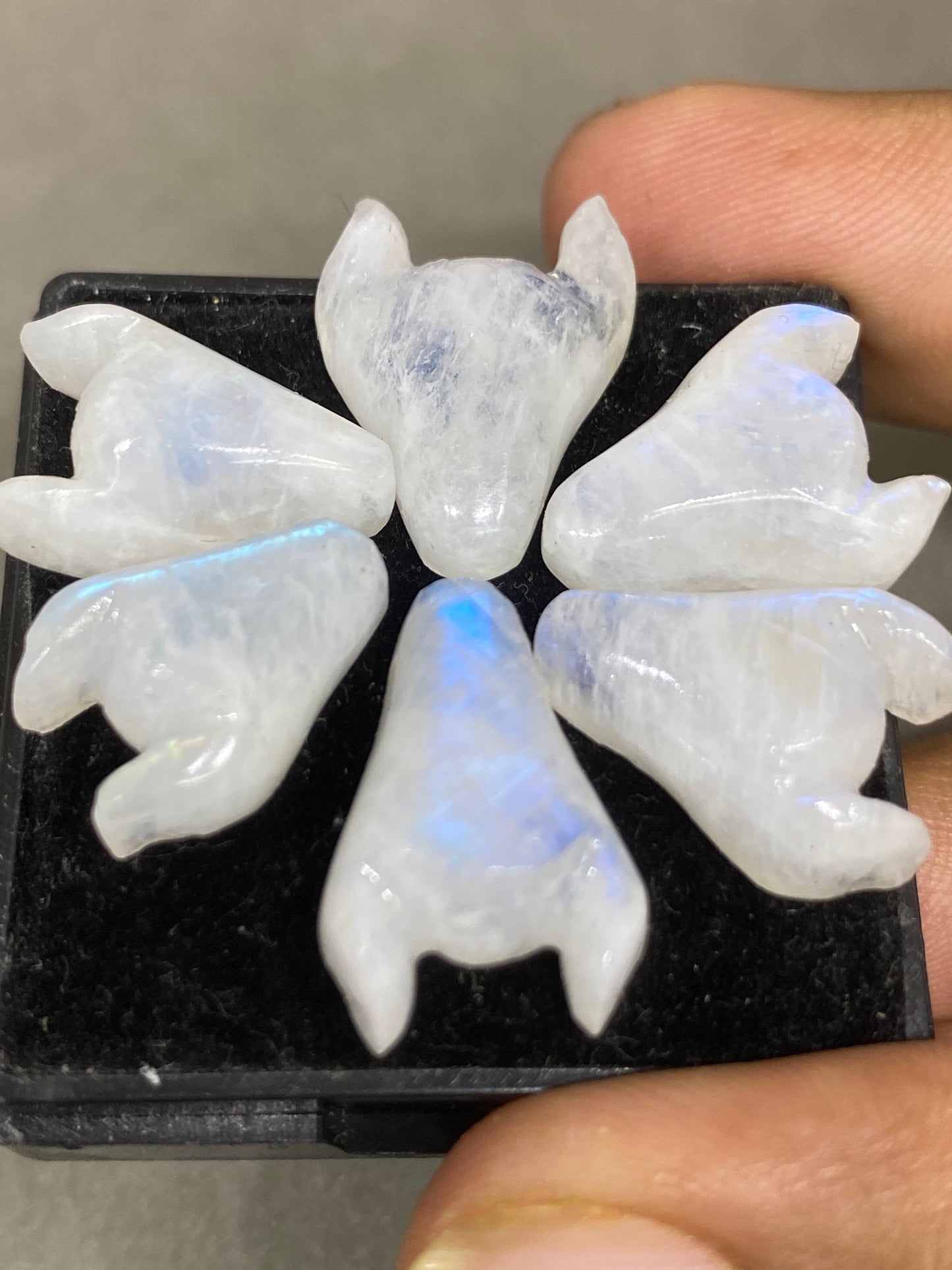 Fascinating rare white moonstone bull head carving  blue fire smooth polished carving pcs 6 wt 64 cts size 16x12-19x15mm moonstone bull head