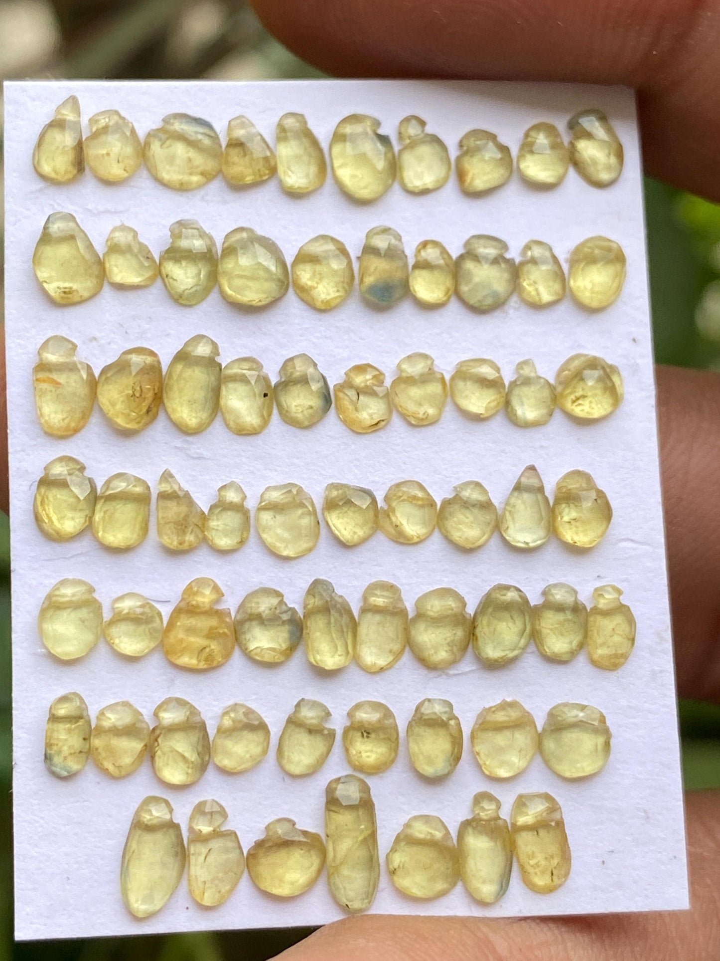 Vivacious drilled Nigerian  sapphire rosecut fine pcs 67 wt 13.25 cts size 3.5x3mm-7x3mm natural yellow sapphire rosecut pear shape rosecuts