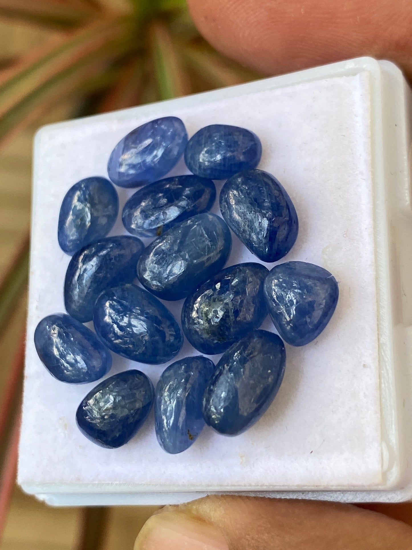 Gorgeous Natural Burma Very Rare Blue sapphire flat unshape cabochons size 9.2x6.2-10x6mm wt 38.5 cts pcs 14 Burma mines sapphire cabochon