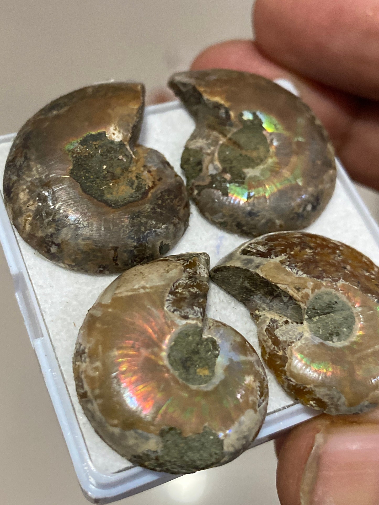 Rare Ammonite fossils pairs natural  rainbow flashy pcs 4 wt 116 carats ammonite fossil earrings supply size 28x22-30x23mm