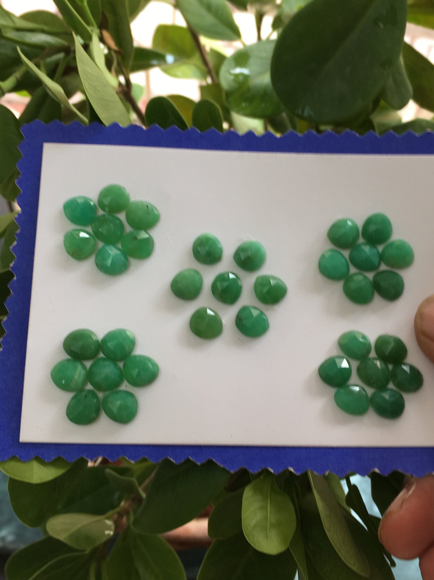 Nice beautiful lot green chrysoprase rosecut weight 53.10 cts pcs 35 size 7.7mm-8.4x7.5mm chrysoprase rosecut