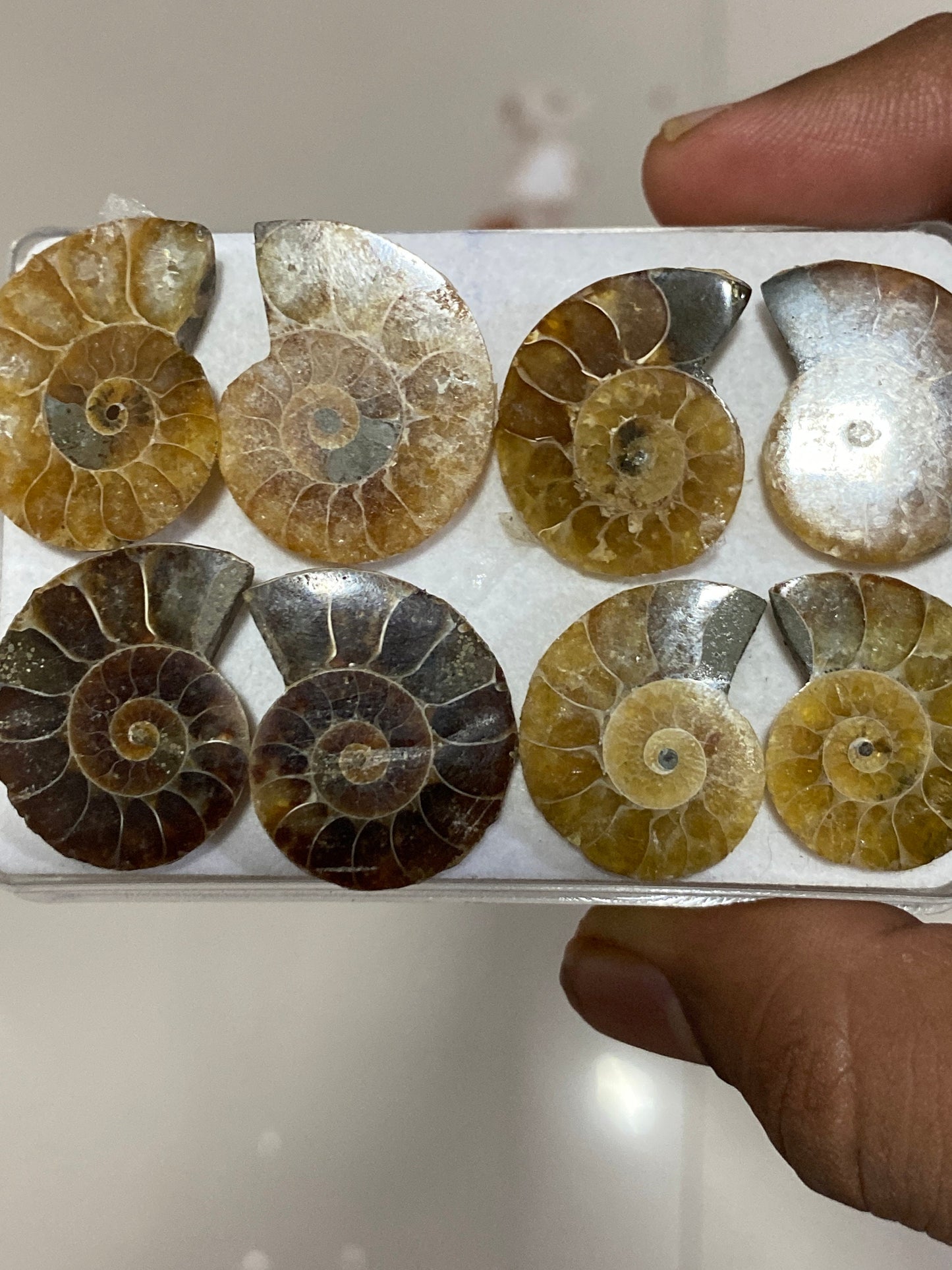 Big size Ammonite fossils pairs natural   pcs 8 wt 167 carats ammonite fossil earrings supply size 24x19mm-27x23mm