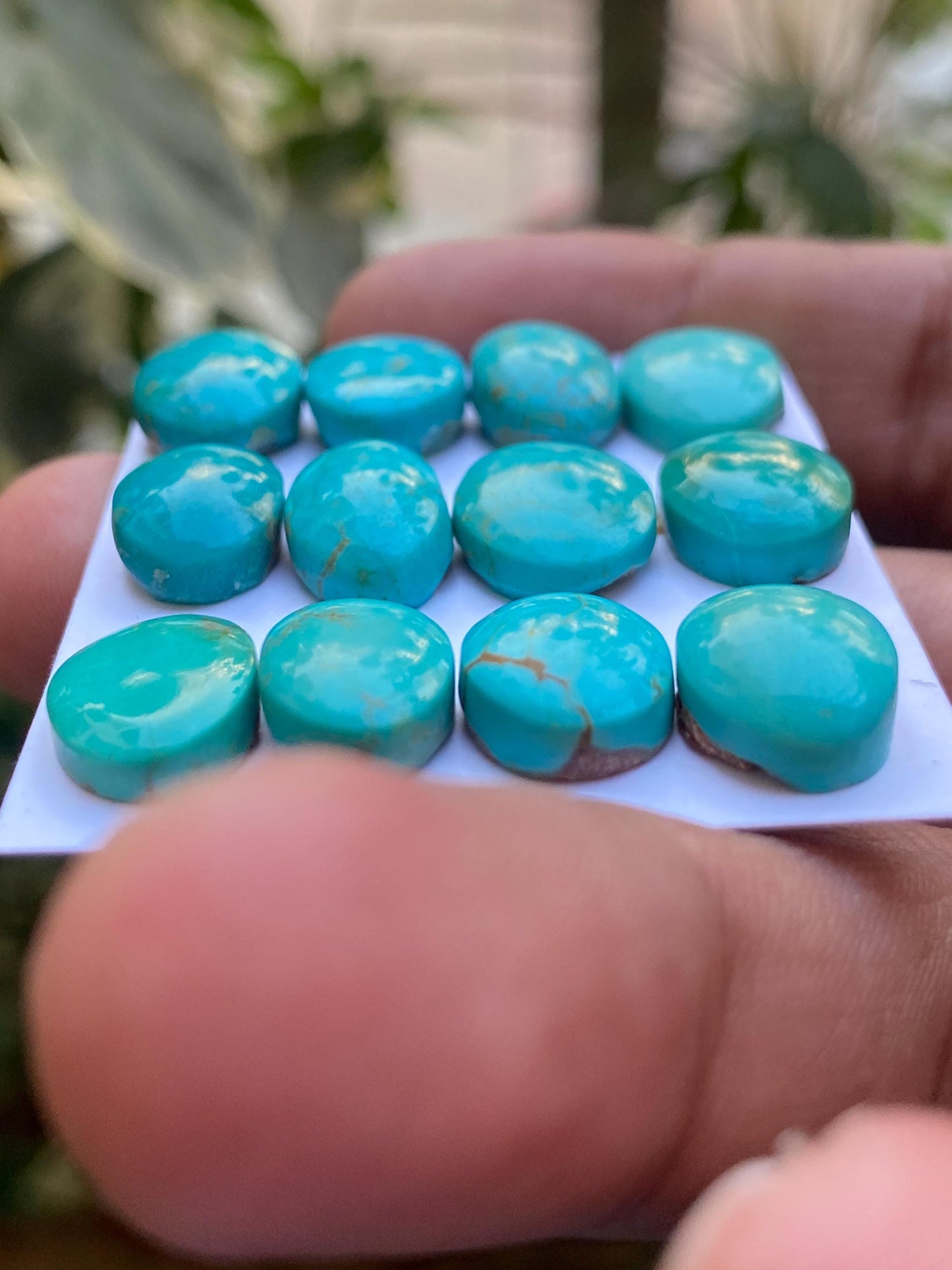 Mesmerising rare Arizona  mines Turquoise cabochons  natural smooth polished ovals pcs 12 wt 67 carats 12x10mm-16x11mm turquoise cabochons