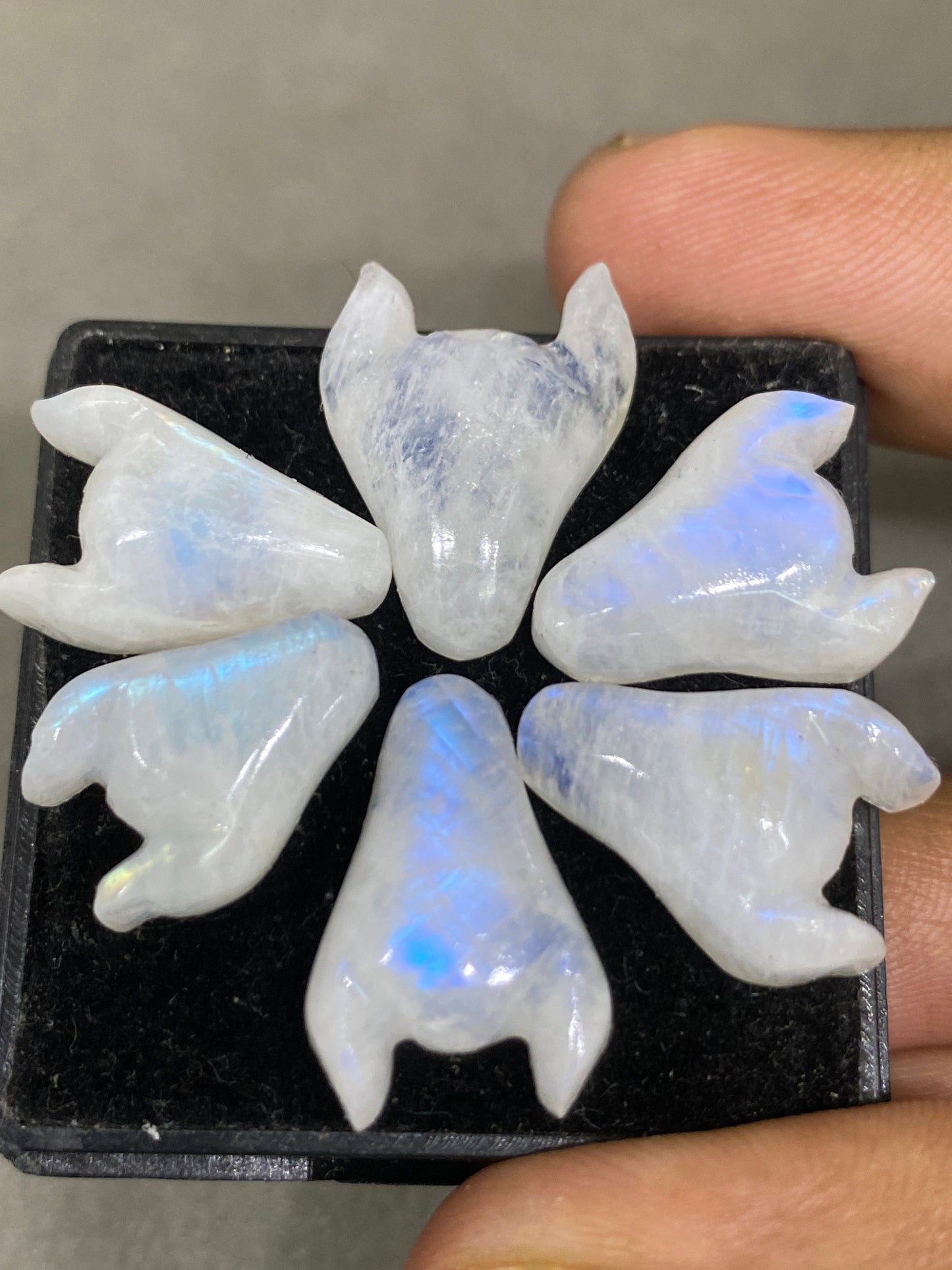 Fascinating rare white moonstone bull head carving  blue fire smooth polished carving pcs 6 wt 64 cts size 16x12-19x15mm moonstone bull head