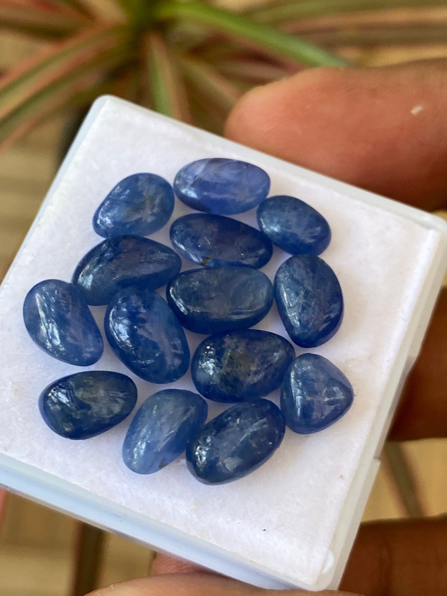 Gorgeous Natural Burma Very Rare Blue sapphire flat unshape cabochons size 9.2x6.2-10x6mm wt 38.5 cts pcs 14 Burma mines sapphire cabochon