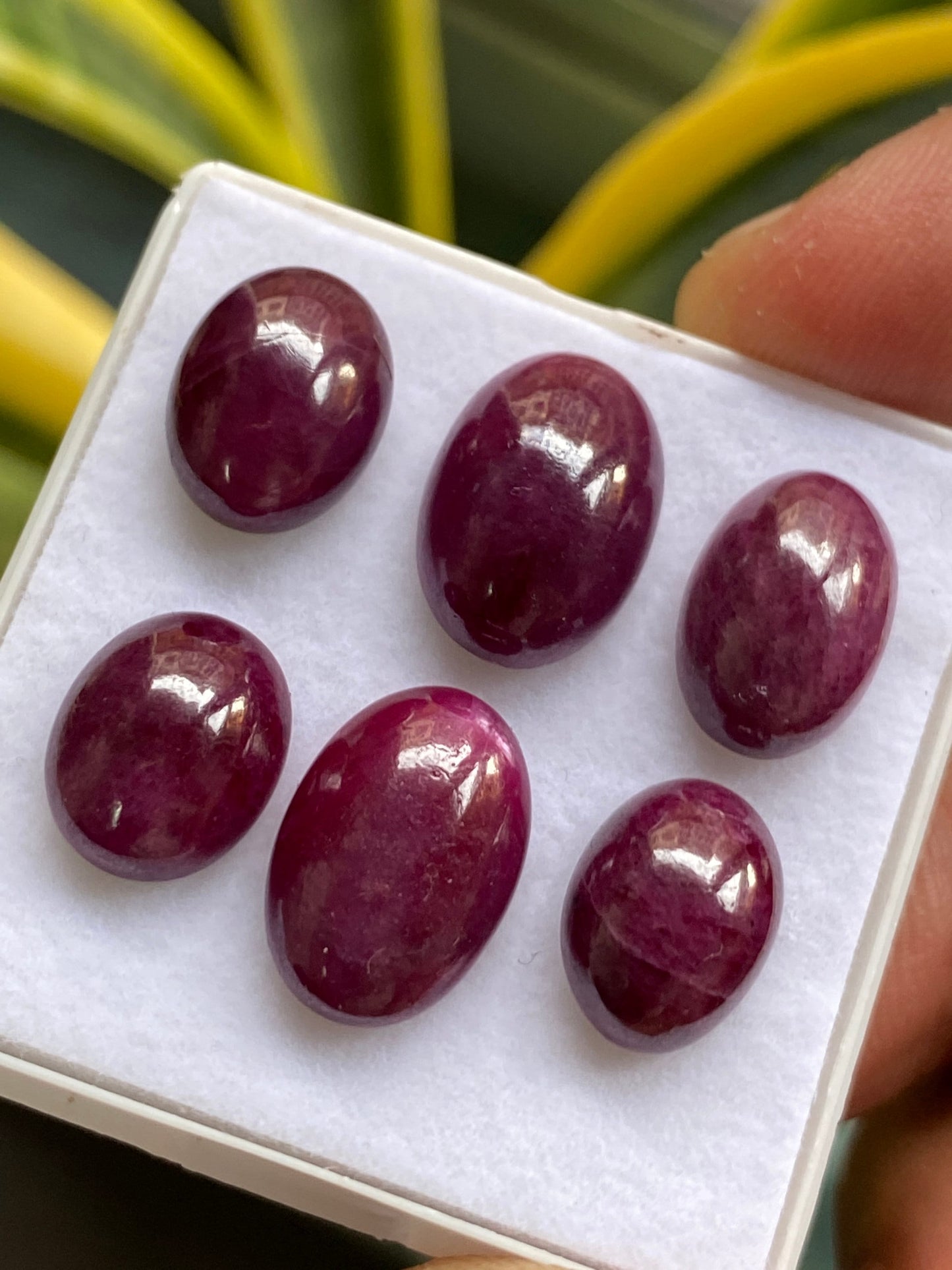 Vivacious very rare natural ruby cabochons tanzania mines lot oval pcs 6 wt 52 carats size 11x9mm-14x10mm unheated untreated ruby cabochon