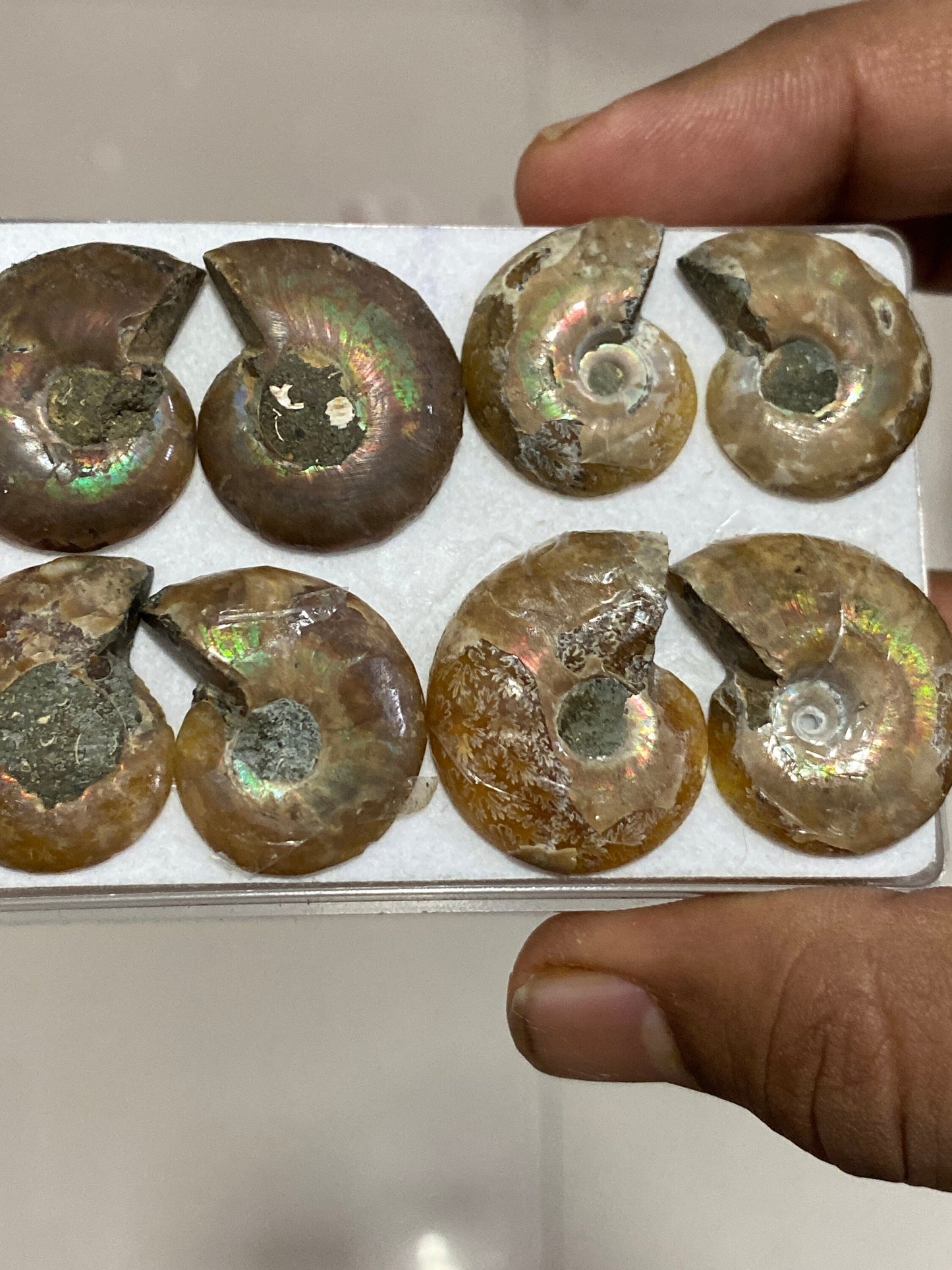 Big size Ammonite fossils pairs natural   pcs 8 wt 167 carats ammonite fossil earrings supply size 24x19mm-27x23mm