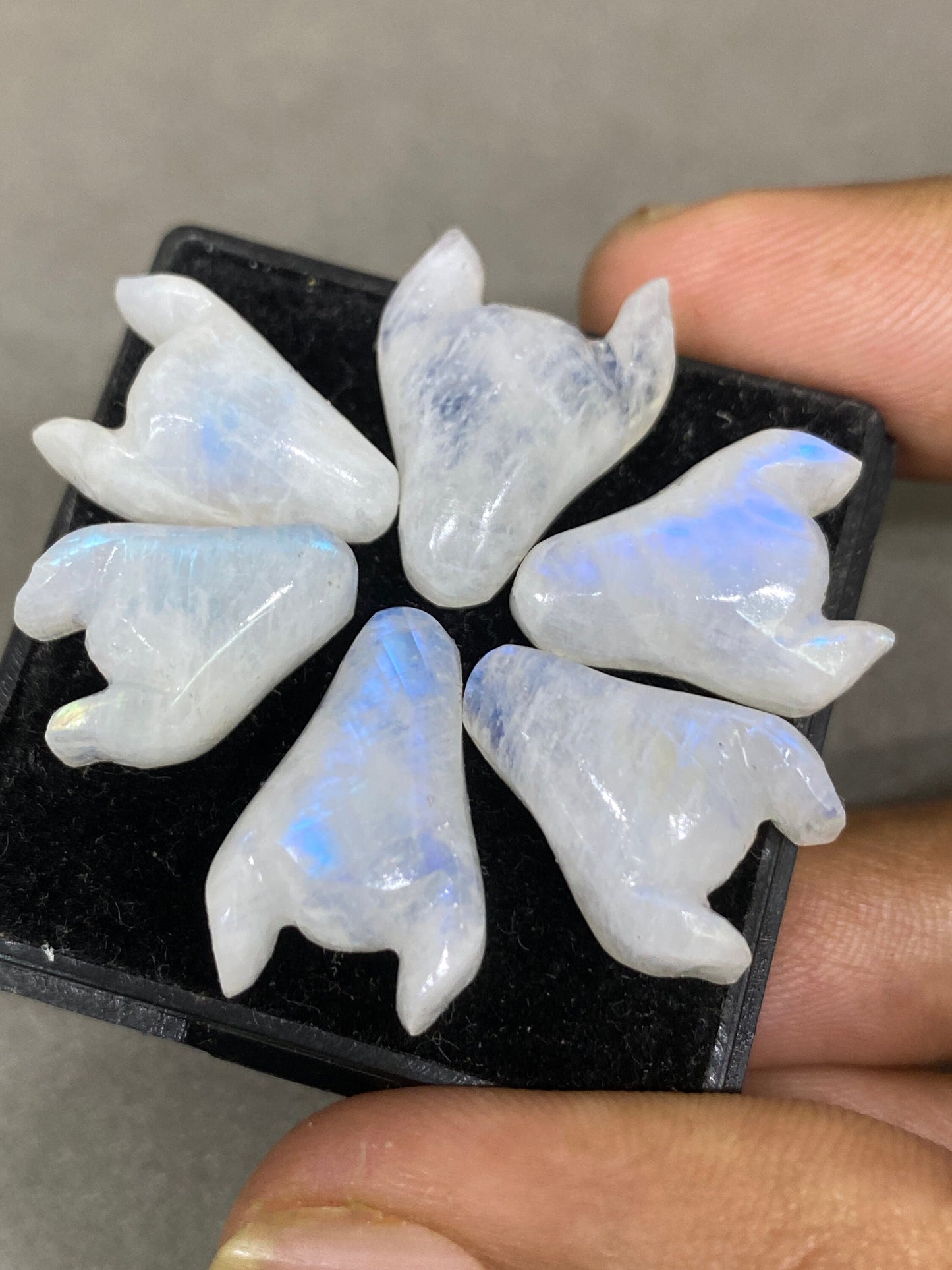 Fascinating rare white moonstone bull head carving  blue fire smooth polished carving pcs 6 wt 64 cts size 16x12-19x15mm moonstone bull head