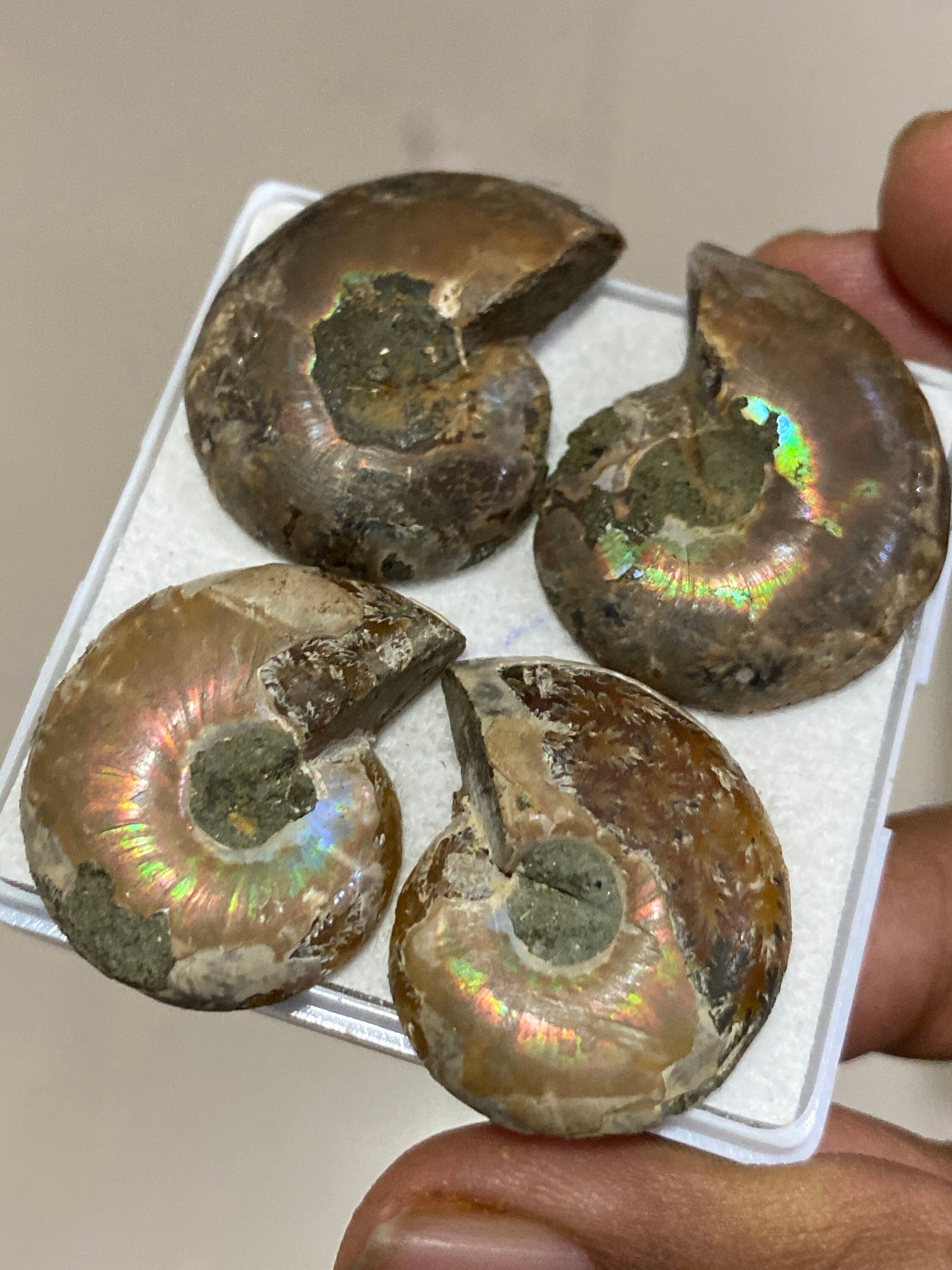 Rare Ammonite fossils pairs natural  rainbow flashy pcs 4 wt 116 carats ammonite fossil earrings supply size 28x22-30x23mm